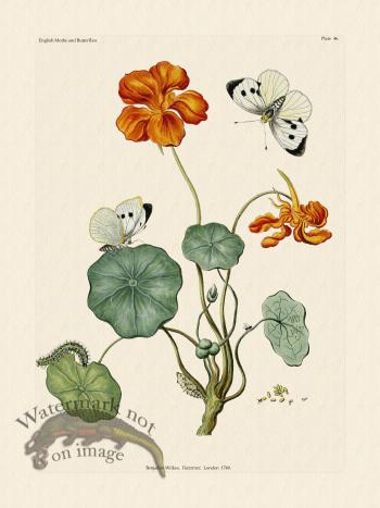 Wilkes Butterflies 046